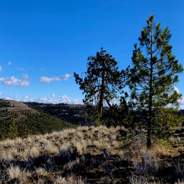 31775 Ruffed Grouse Drive Davenport, WA 99122 - Photo 5 of 24