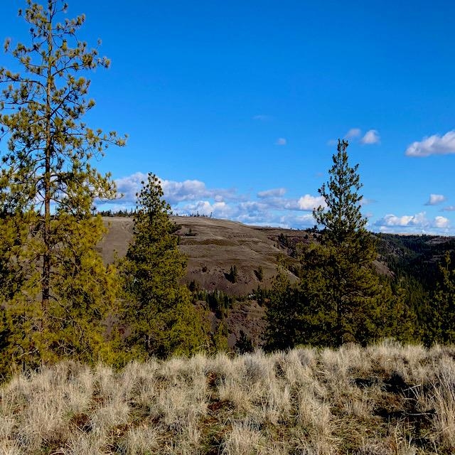 31775 Ruffed Grouse Drive Davenport, WA 99122 - Photo 6 of 24