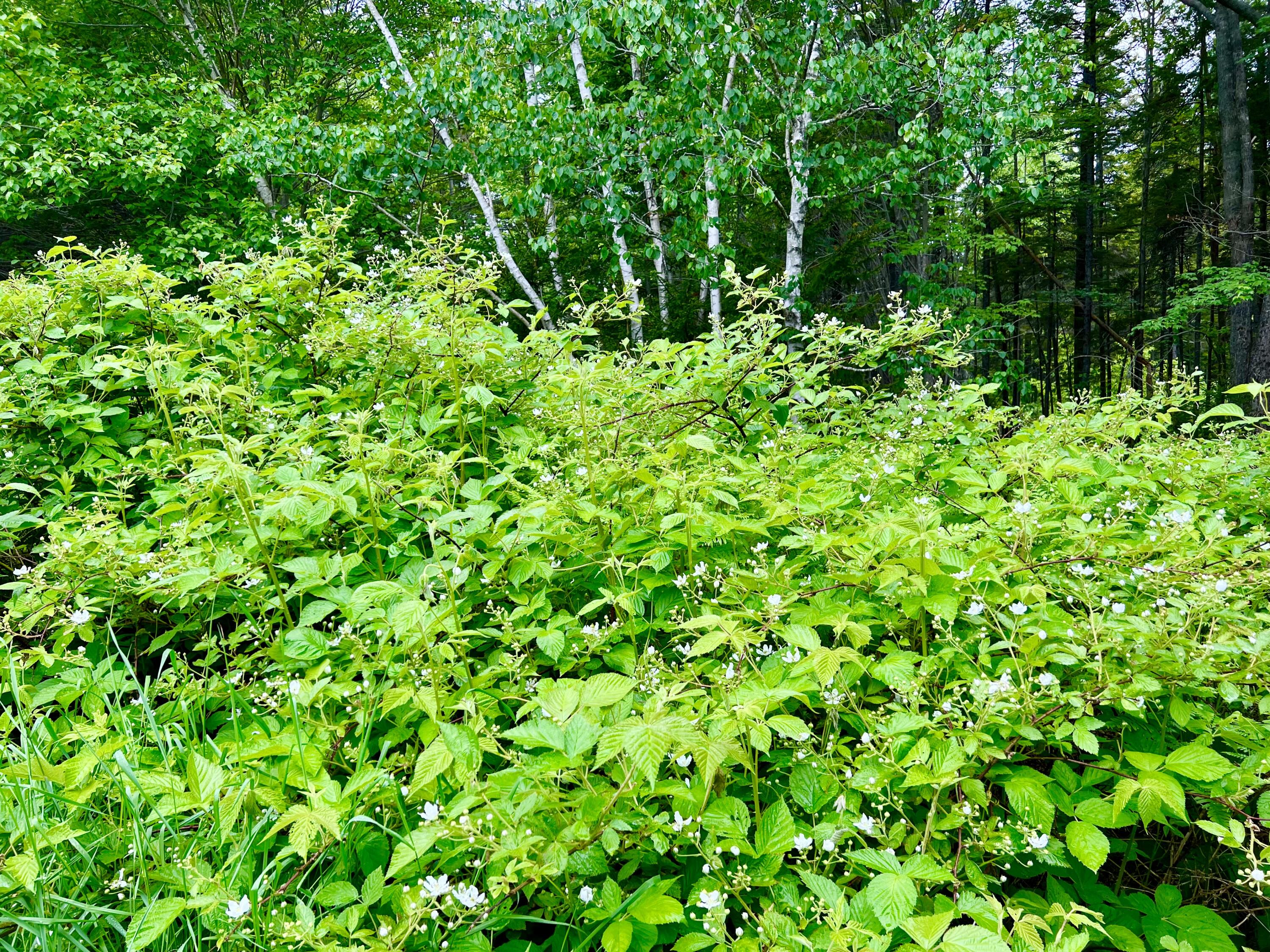 3 Elmers Way Bernard, ME 04612 - Photo 15 of 23 4 Acres