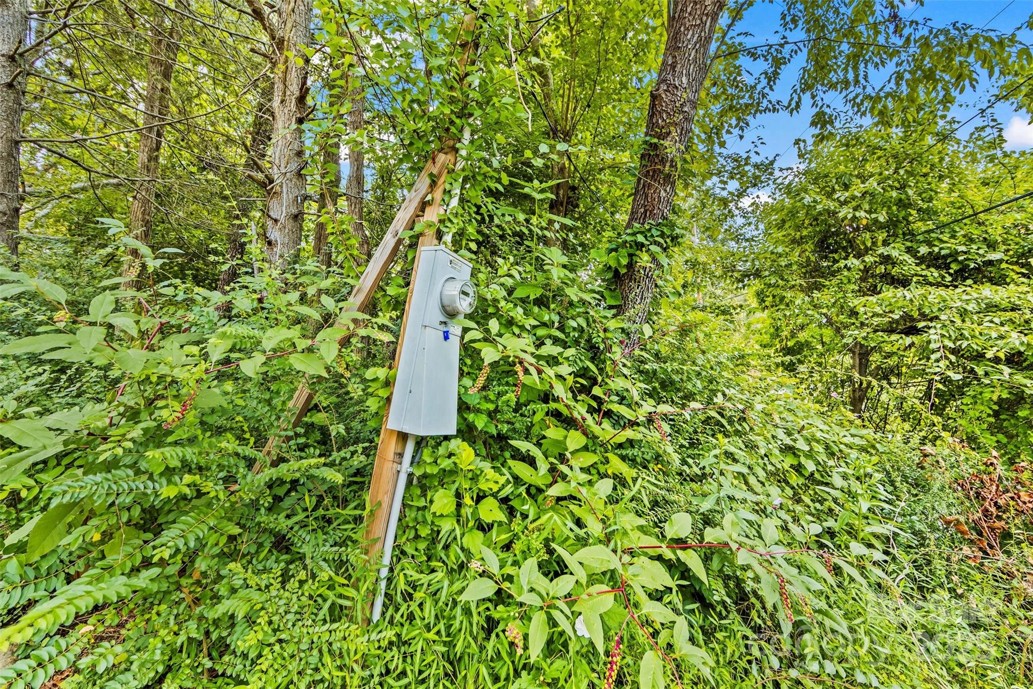 76 Ben Owenby Road Fairview, NC 28730 - Photo 11 of 14 a close up of a plant in a garden