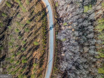 a close up of a tree