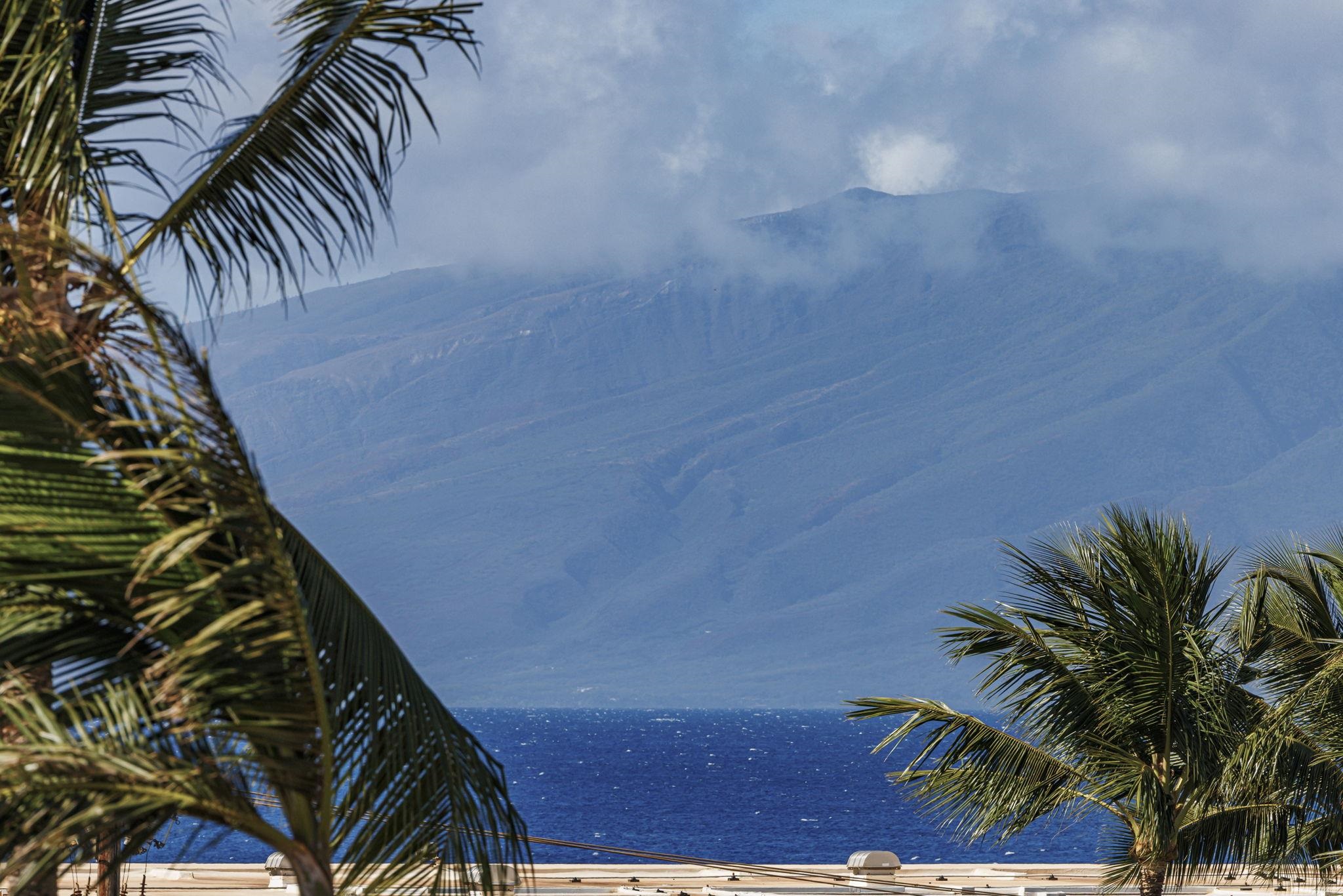 a view of a palm trees
