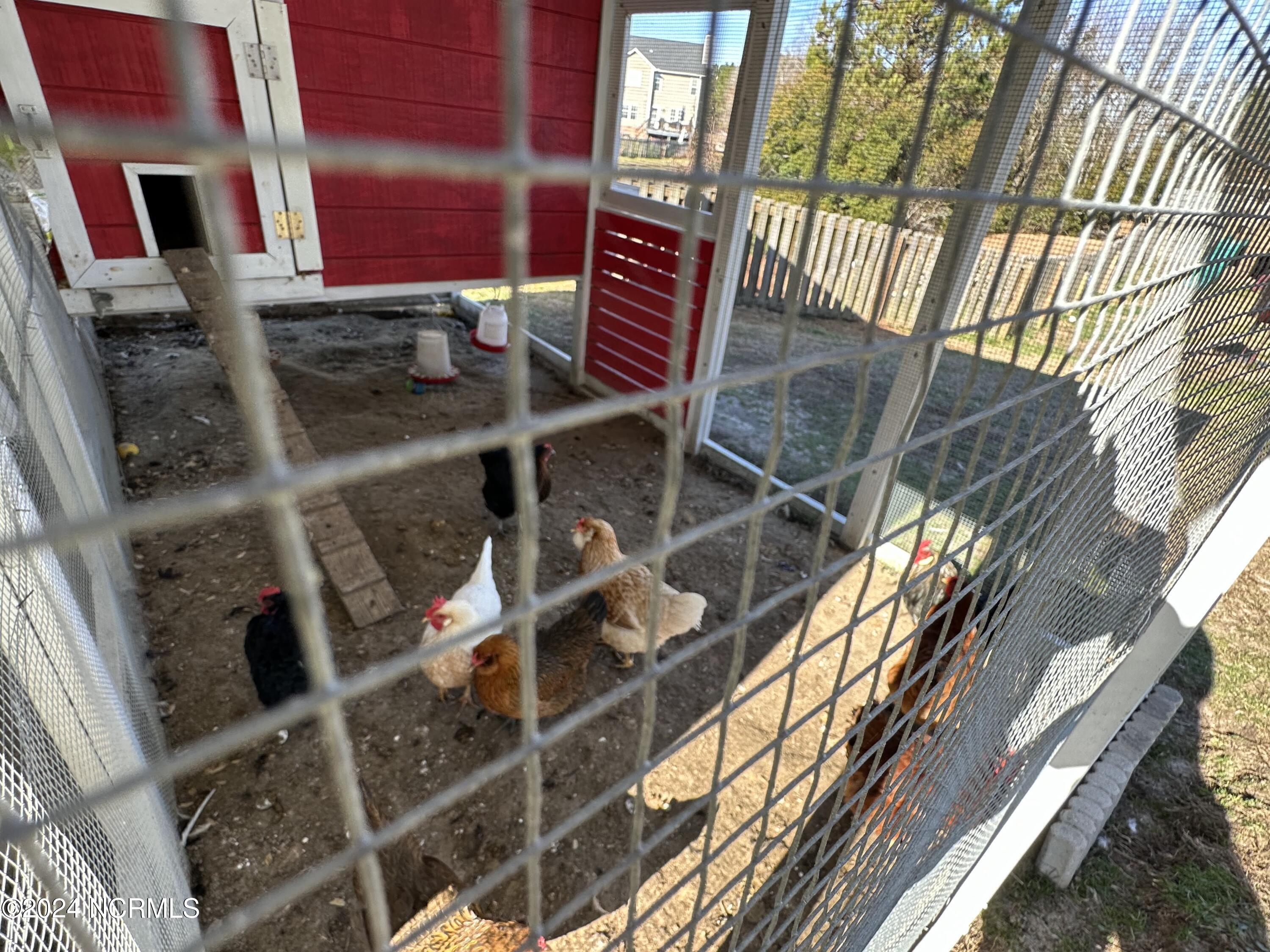 213 Rutherford Way Jacksonville, NC 28540 - Photo 33 of 85 Chickens 2