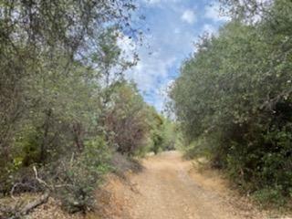 0 Fire Camp Road Oroville, CA 95966 - Photo 5 of 6 a view of a forest with trees in the background