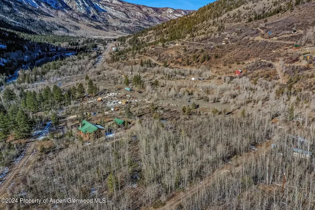 a view of a forest with a tree