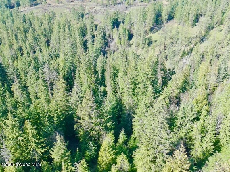 Nna East Bell Canyon Road Harrison, ID 83833 - Photo 10 of 21 Harvestable Trees