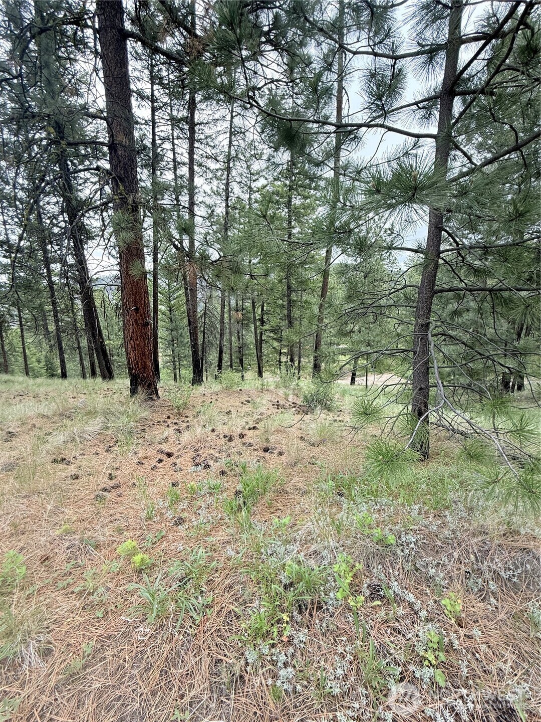 0 Broken Spoke Road Tonasket, WA 98855 - Photo 14 of 39 a view of outdoor space with trees