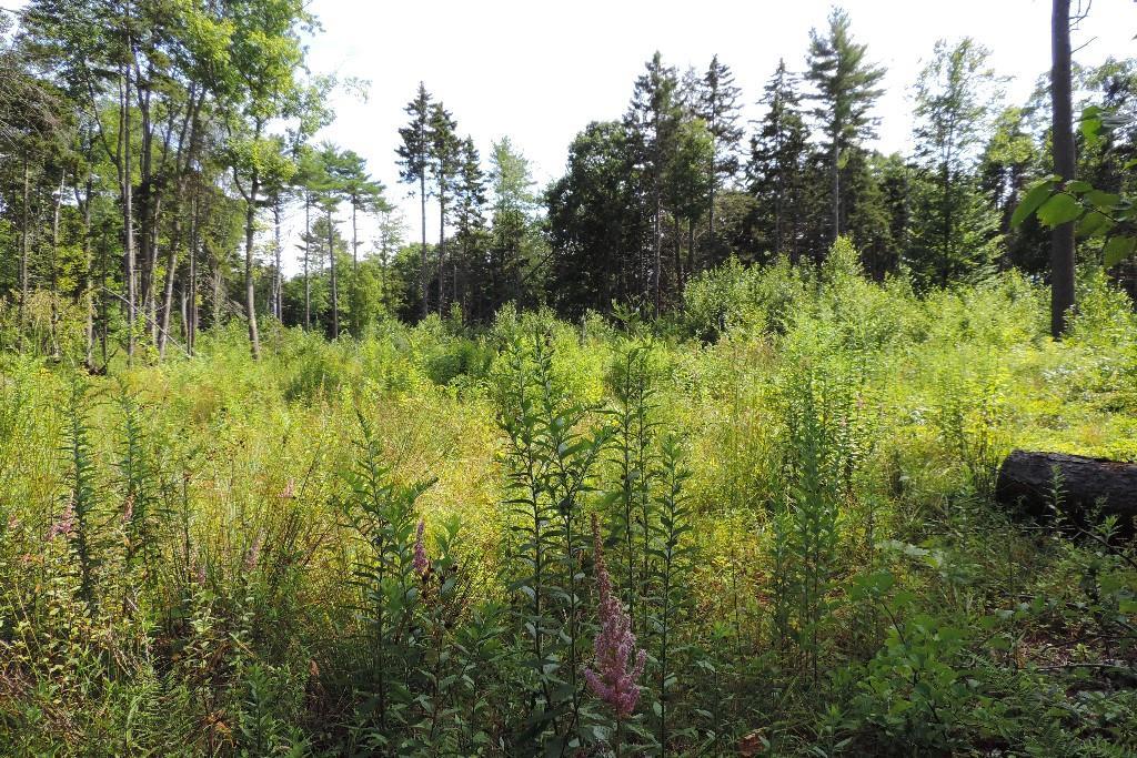 0 Neil's Point Road Harpswell, ME 04079 - Photo 6 of 11 large open clearing
