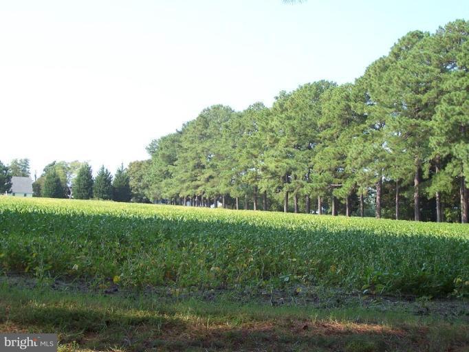 6796 Bozman Neavitt Road Bozman, MD 21612 - Photo 11 of 20 Wooded View / Acreage 2