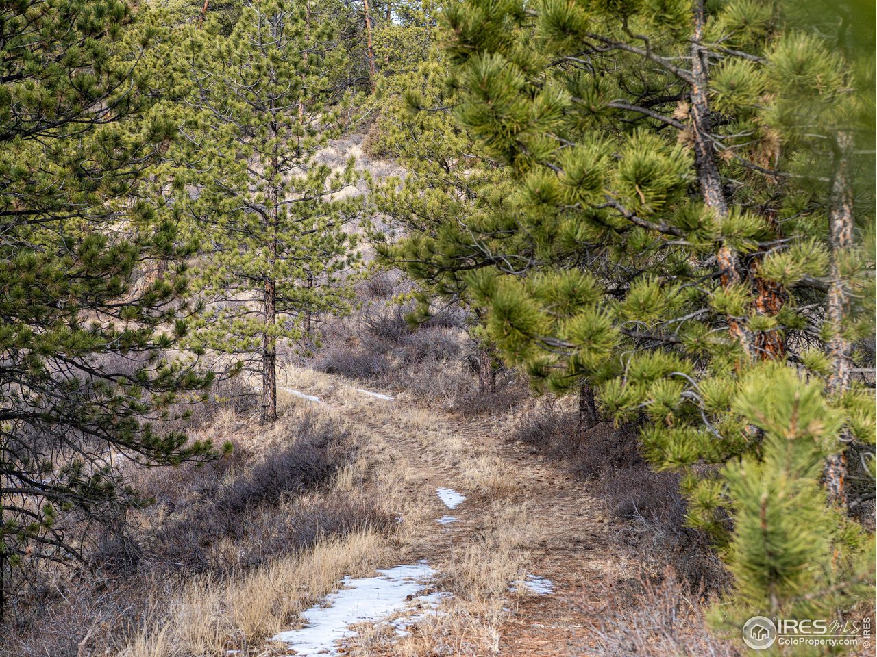2127 Us Highway Drake, CO 80515 - Photo 15 of 34 a view of a forest with lots of trees