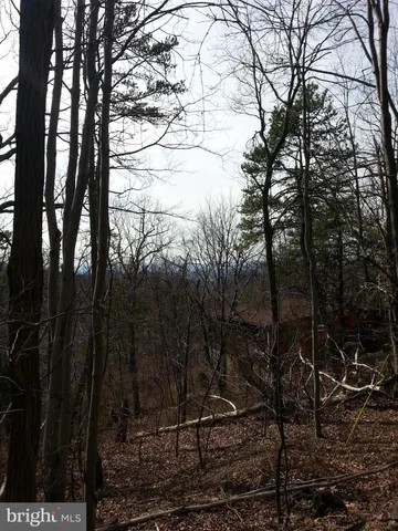 a view of a lush green forest