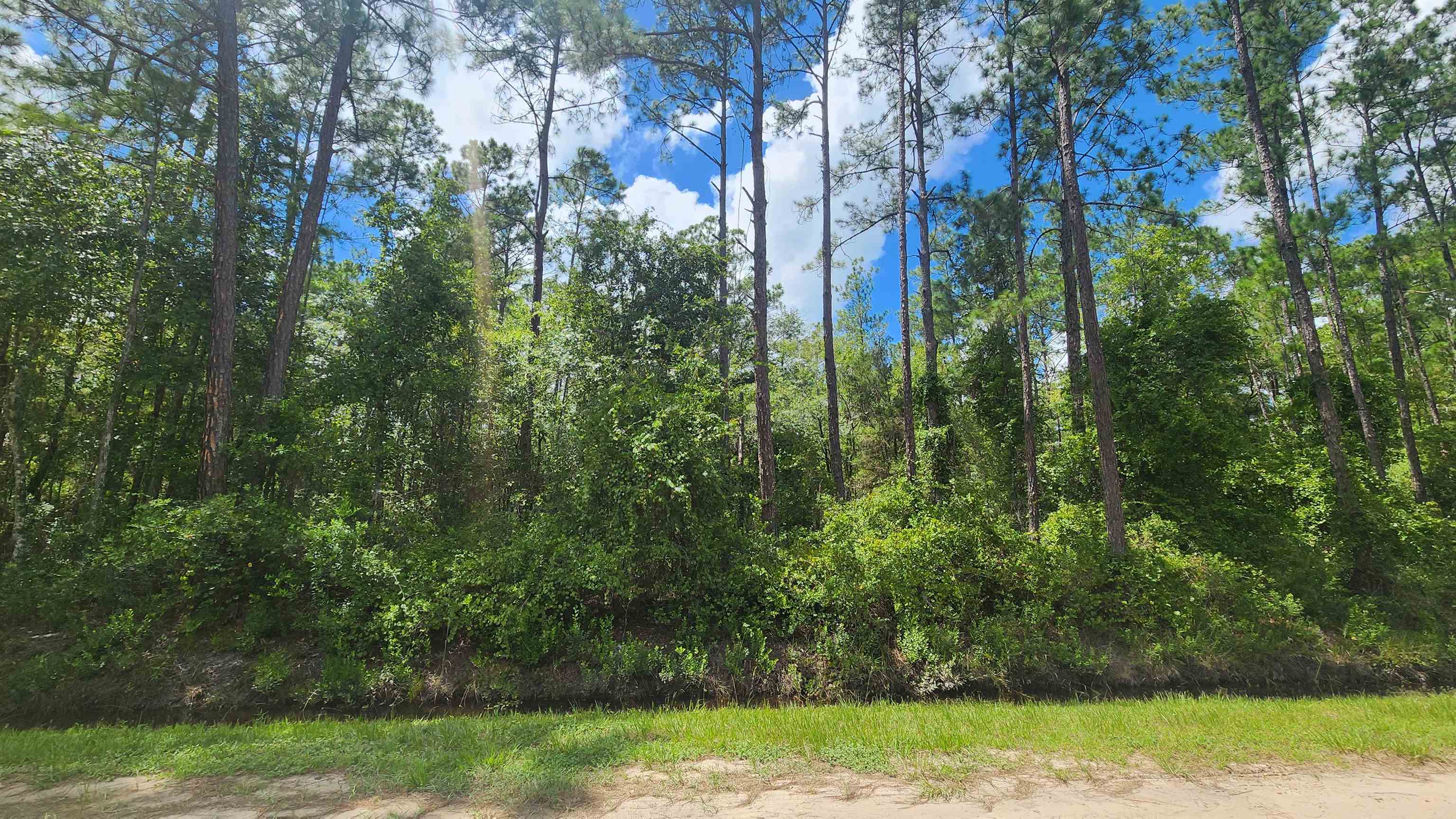 a view of a yard with a tree