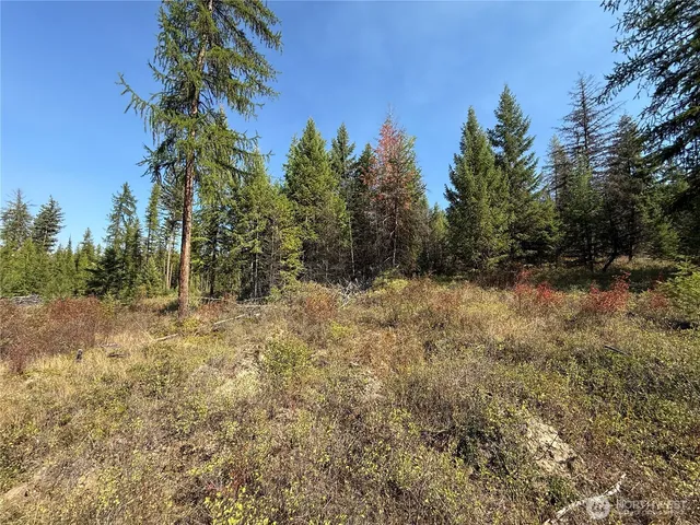 a view of a yard with trees