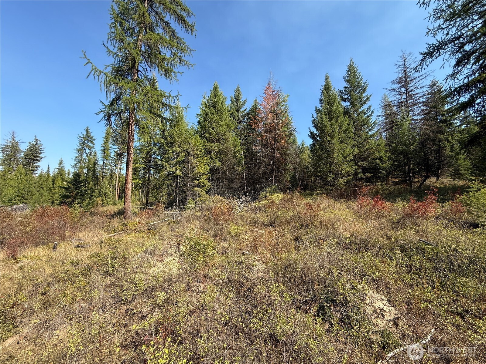 0 St Peters Creek Road Malo, WA 99150 - Photo 12 of 17 a view of a yard with trees