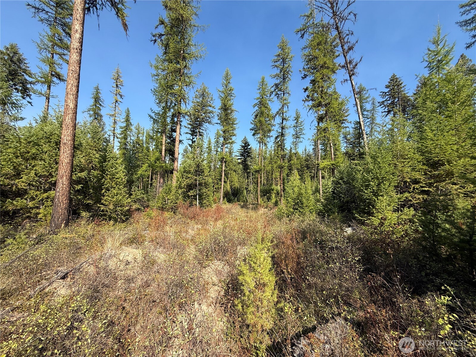 0 St Peters Creek Road Malo, WA 99150 - Photo 13 of 17 a view of a yard with trees