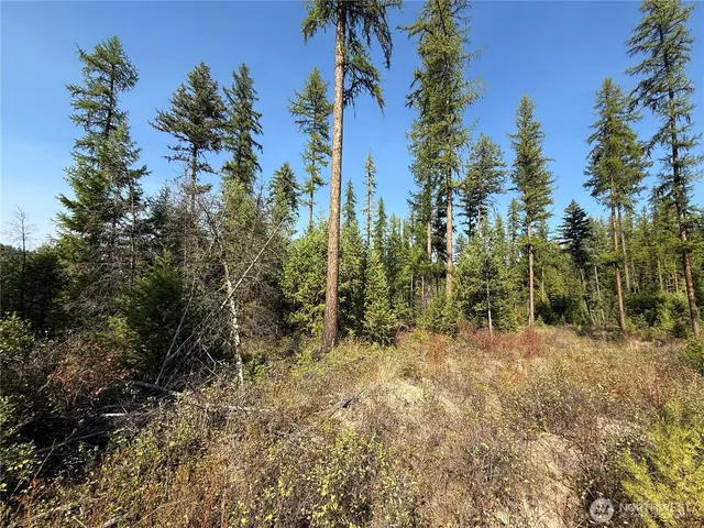 a view of a forest with trees in the background