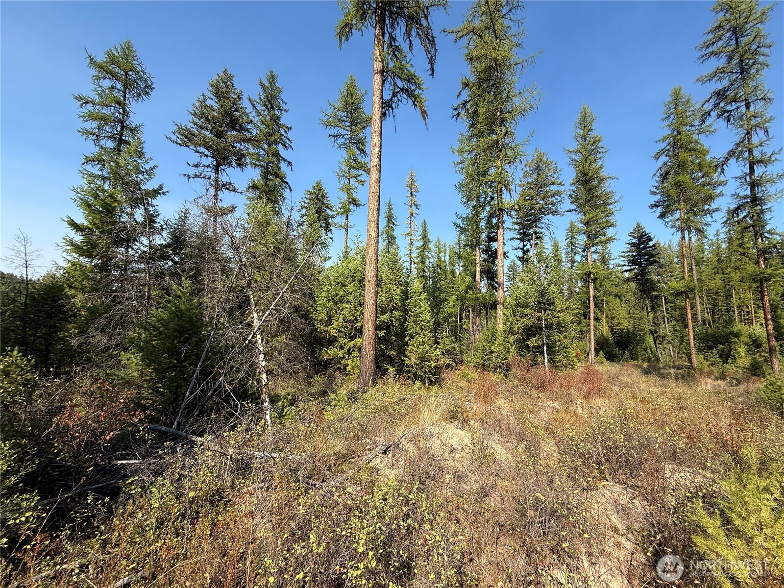 0 St Peters Creek Road Malo, WA 99150 - Photo 14 of 17 a view of a forest with trees in the background