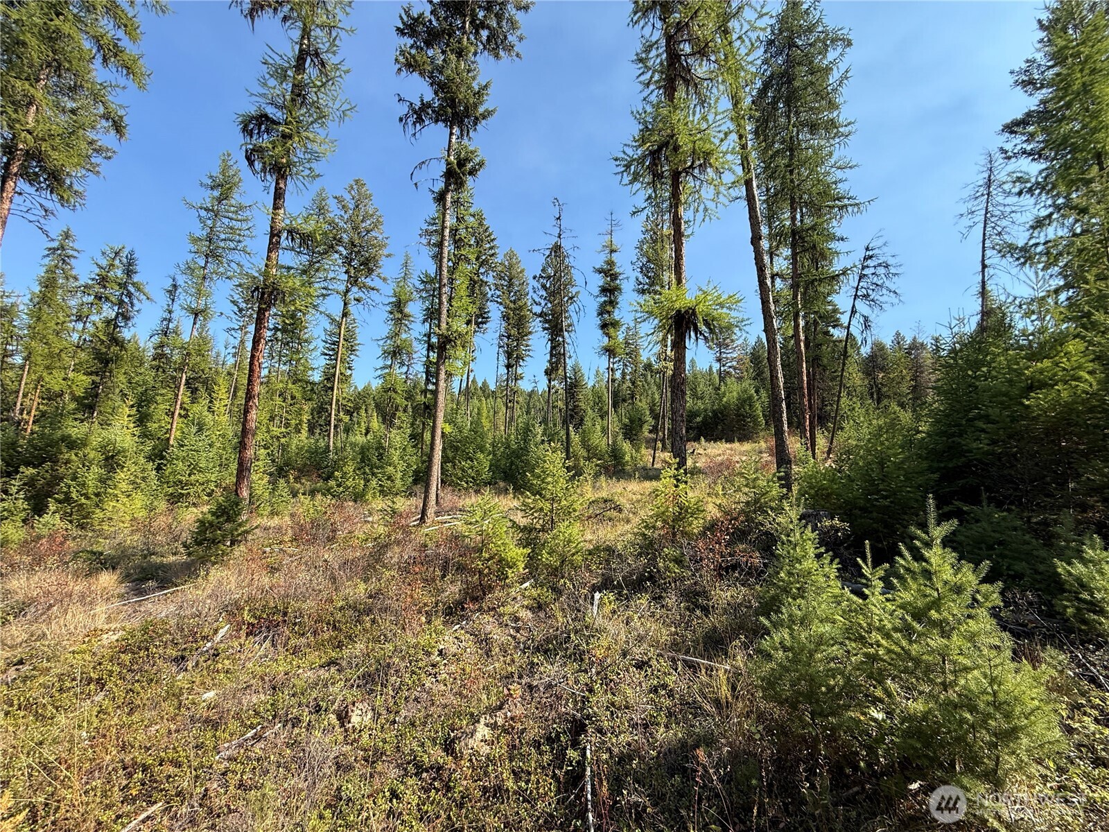 0 St Peters Creek Road Malo, WA 99150 - Photo 15 of 17 a view of outdoor space and trees