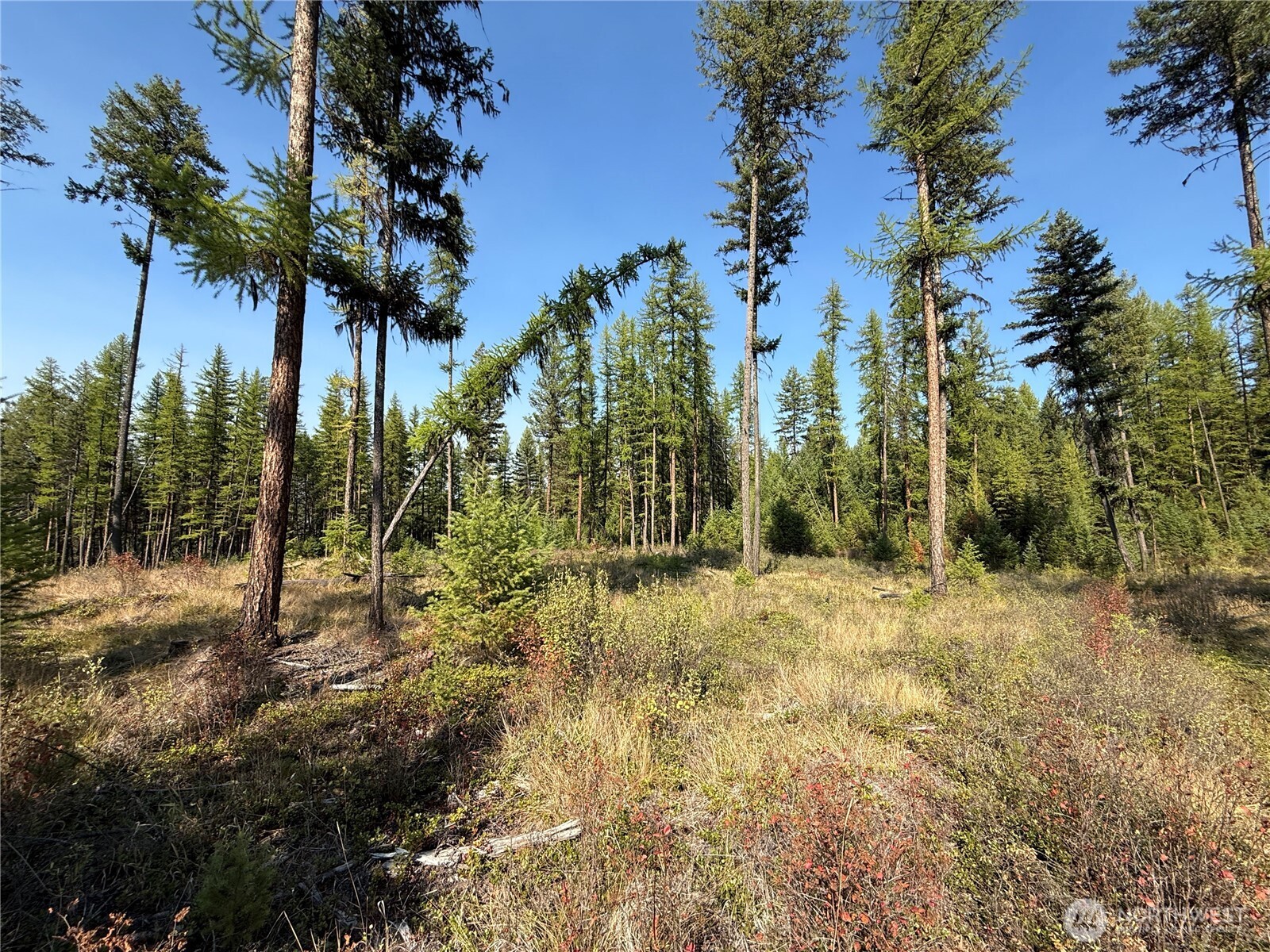 0 St Peters Creek Road Malo, WA 99150 - Photo 17 of 17 a view of outdoor space with trees