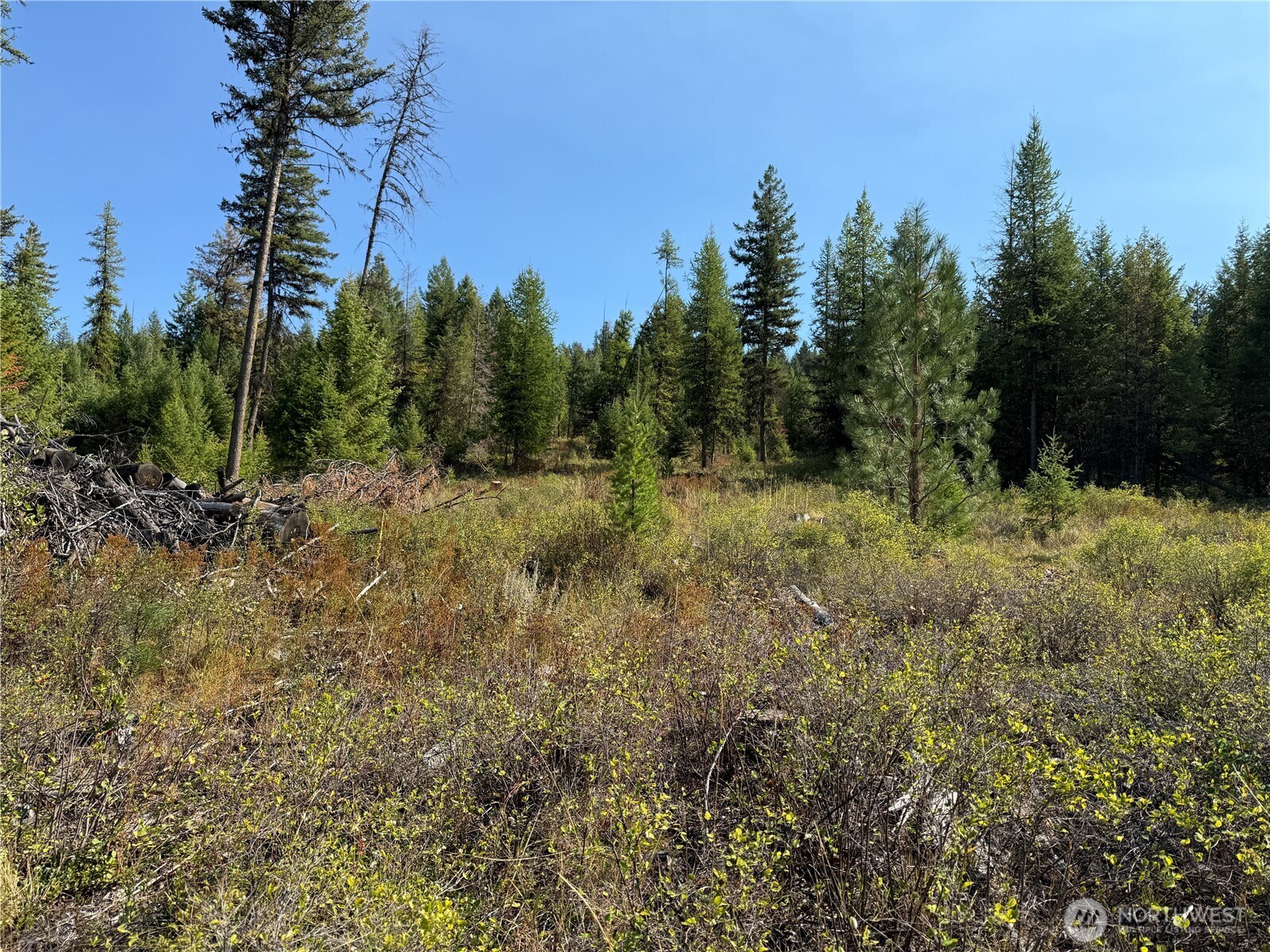0 St Peters Creek Road Malo, WA 99150 - Photo 2 of 17 a view of a dry yard with trees