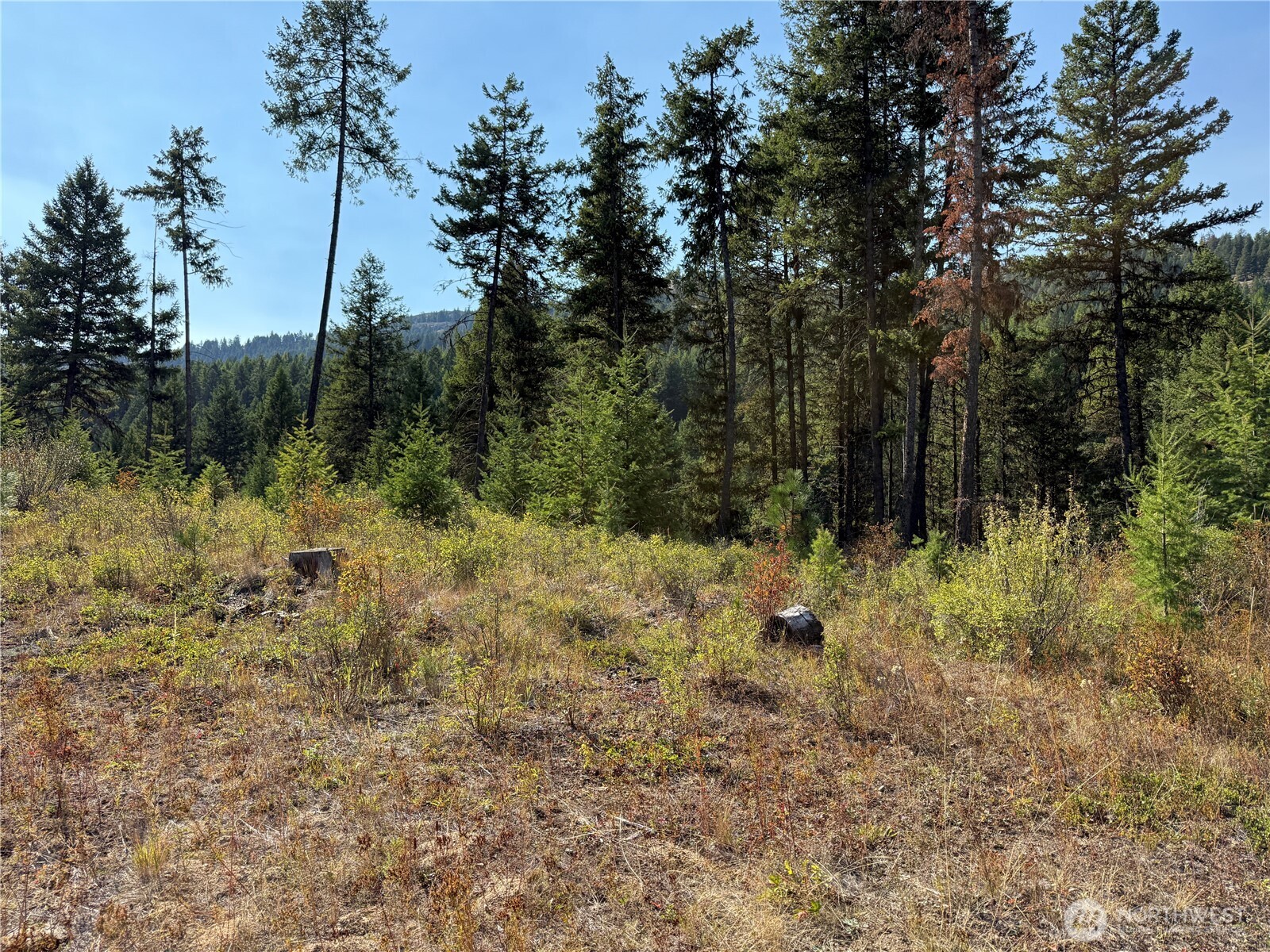 0 St Peters Creek Road Malo, WA 99150 - Photo 4 of 17 a view of forest