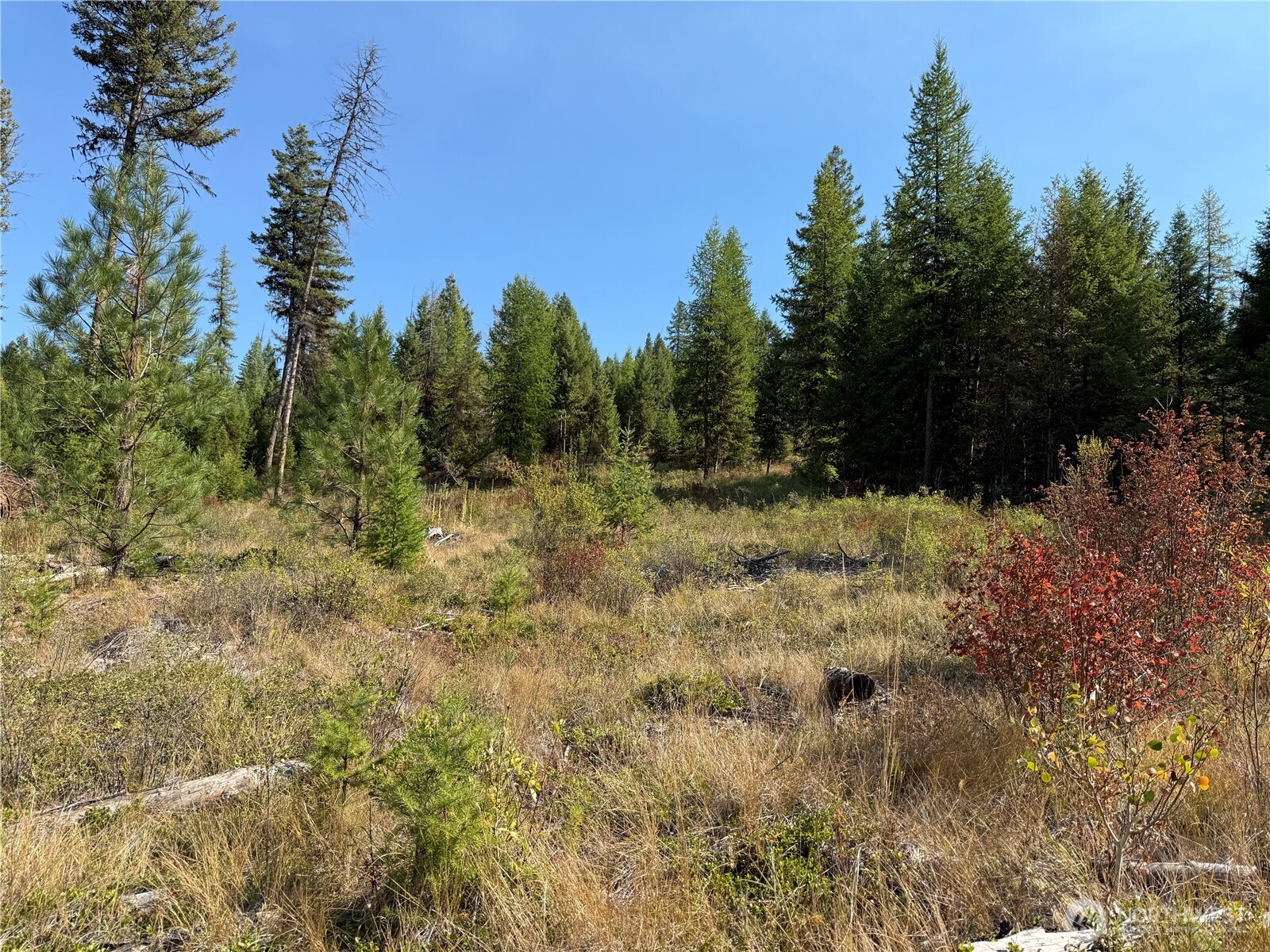 0 St Peters Creek Road Malo, WA 99150 - Photo 5 of 17 a view of a yard