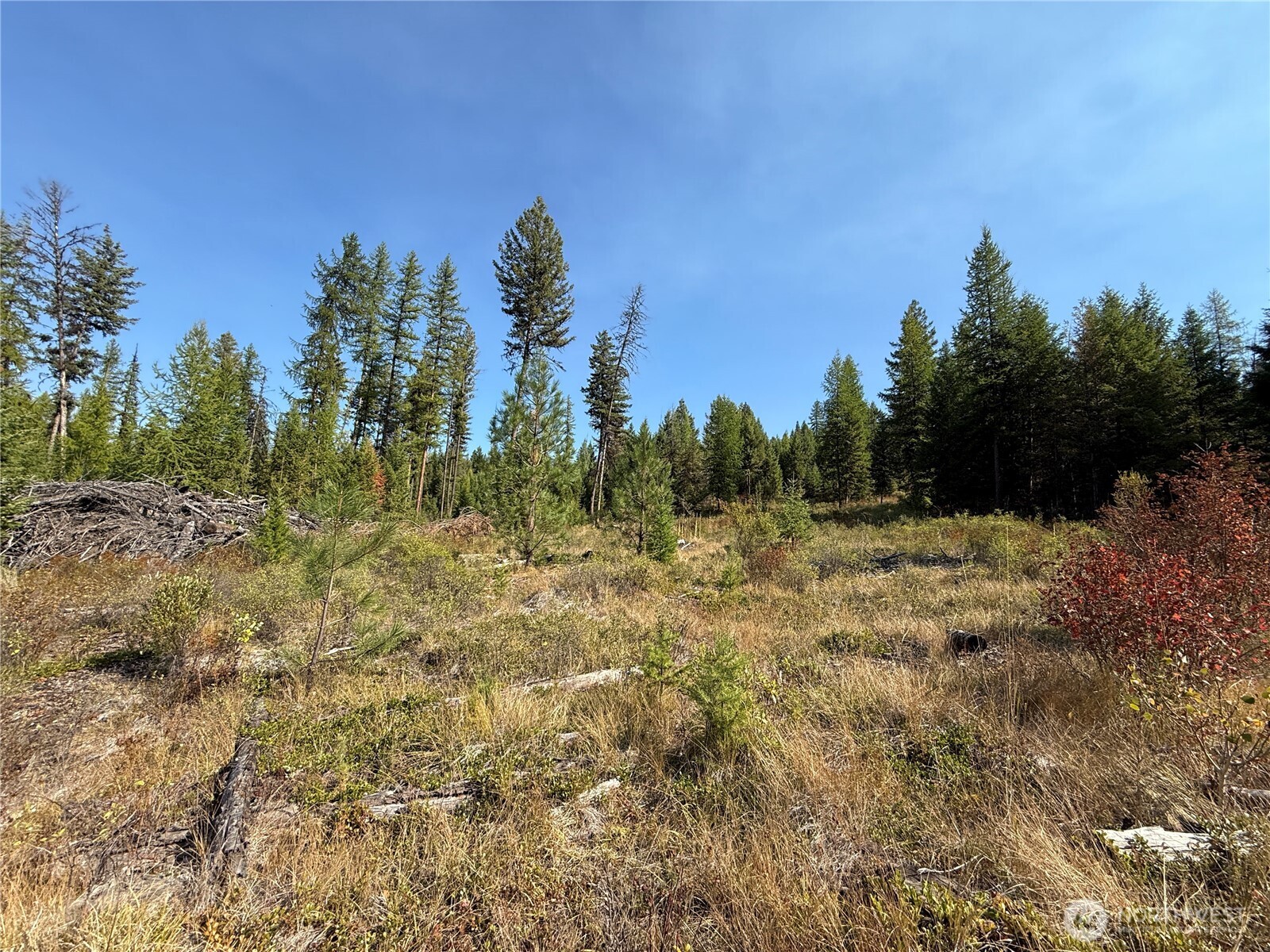 0 St Peters Creek Road Malo, WA 99150 - Photo 6 of 17 a view of a yard with trees in the background