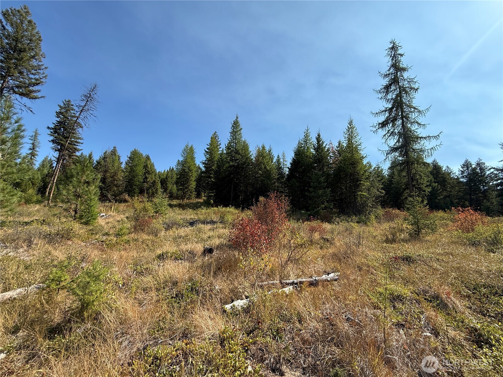 0 St Peters Creek Road Malo, WA 99150 - Photo 7 of 17 a view of a yard