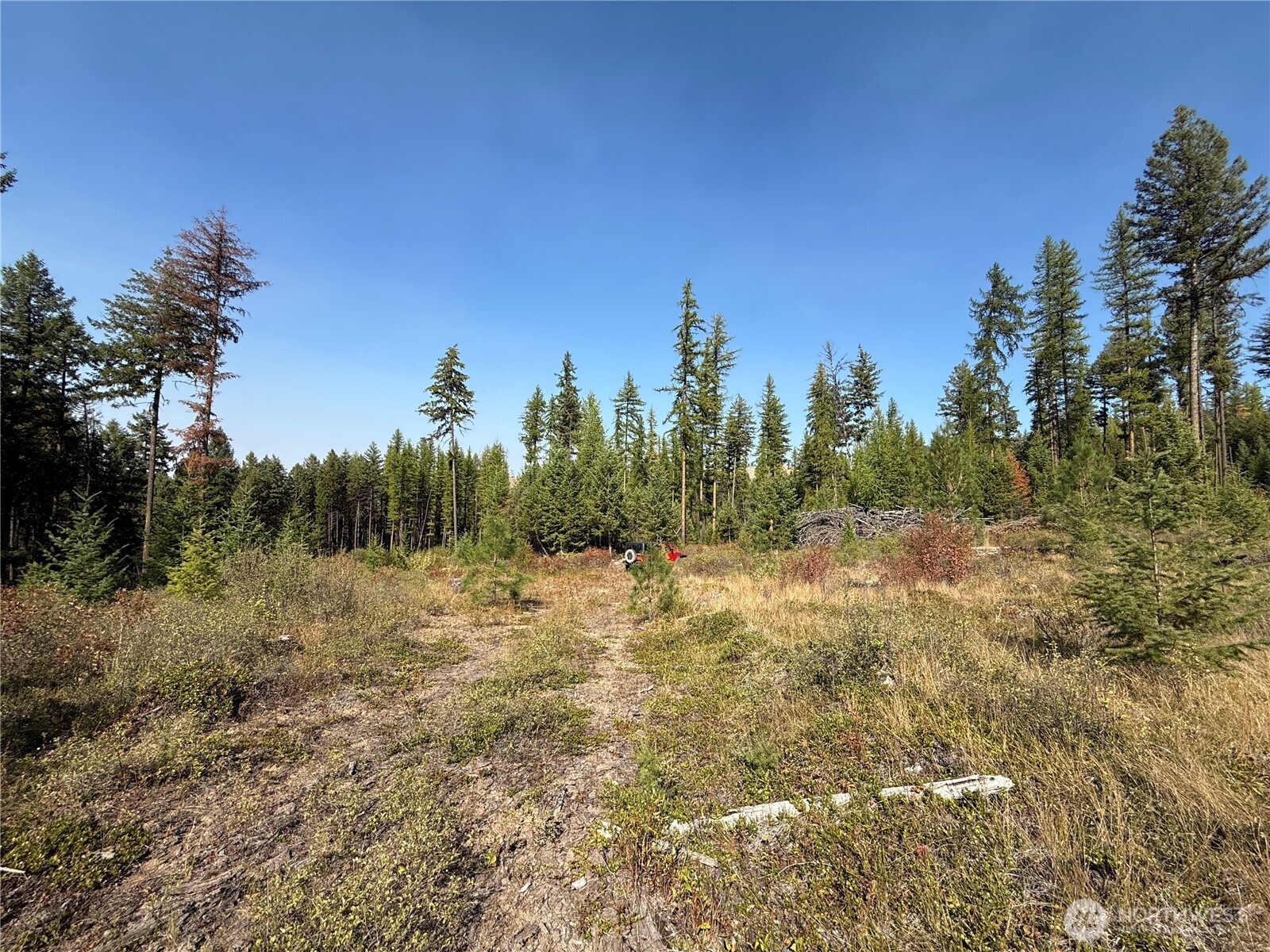 0 St Peters Creek Road Malo, WA 99150 - Photo 8 of 17 a view of a yard with trees in the background