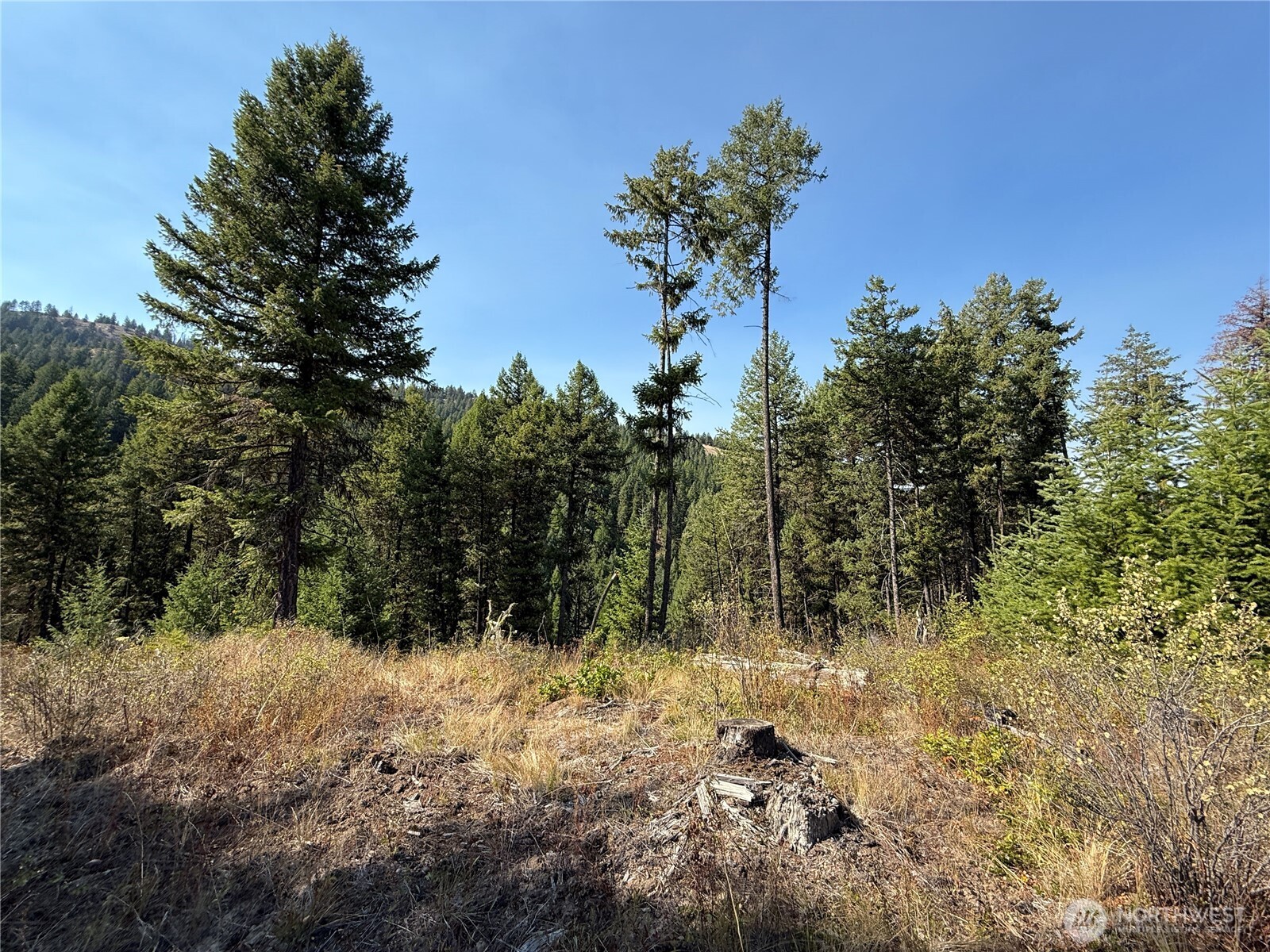 0 St Peters Creek Road Malo, WA 99150 - Photo 9 of 17 a view of a tree with a yard