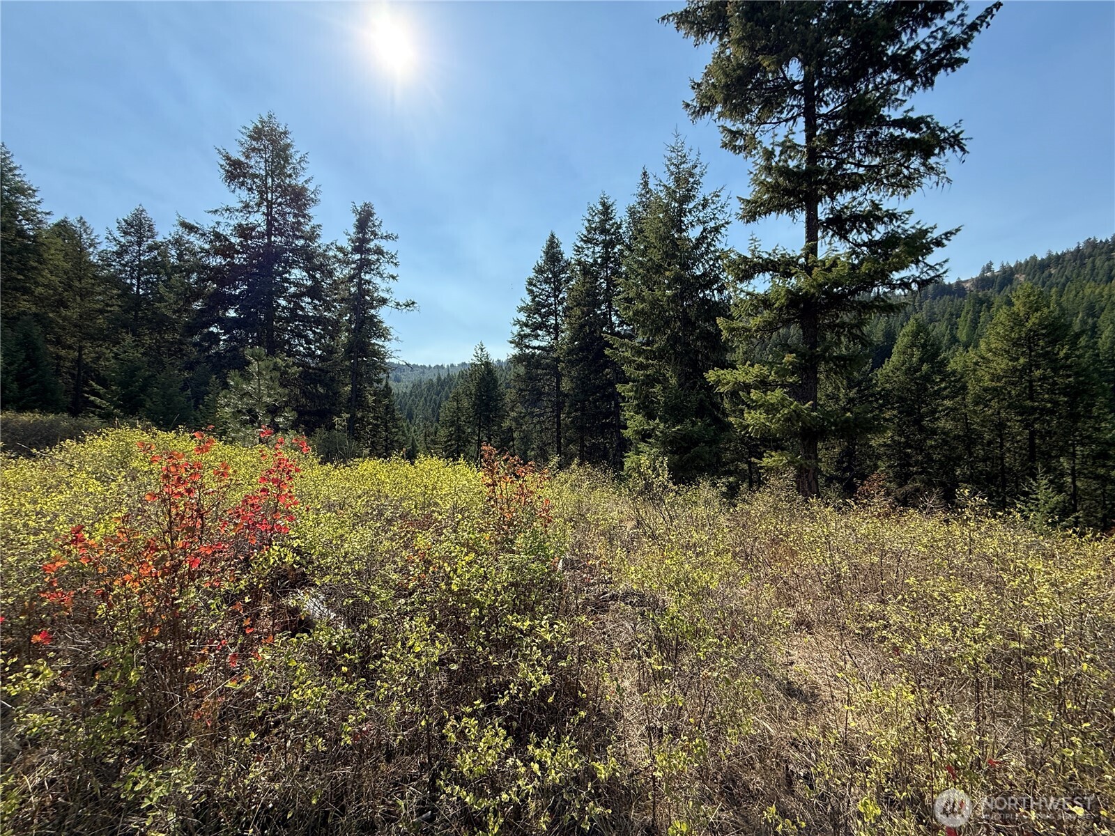 0 St Peters Creek Road Malo, WA 99150 - Photo 10 of 17 a view of a yard with plants and a tree