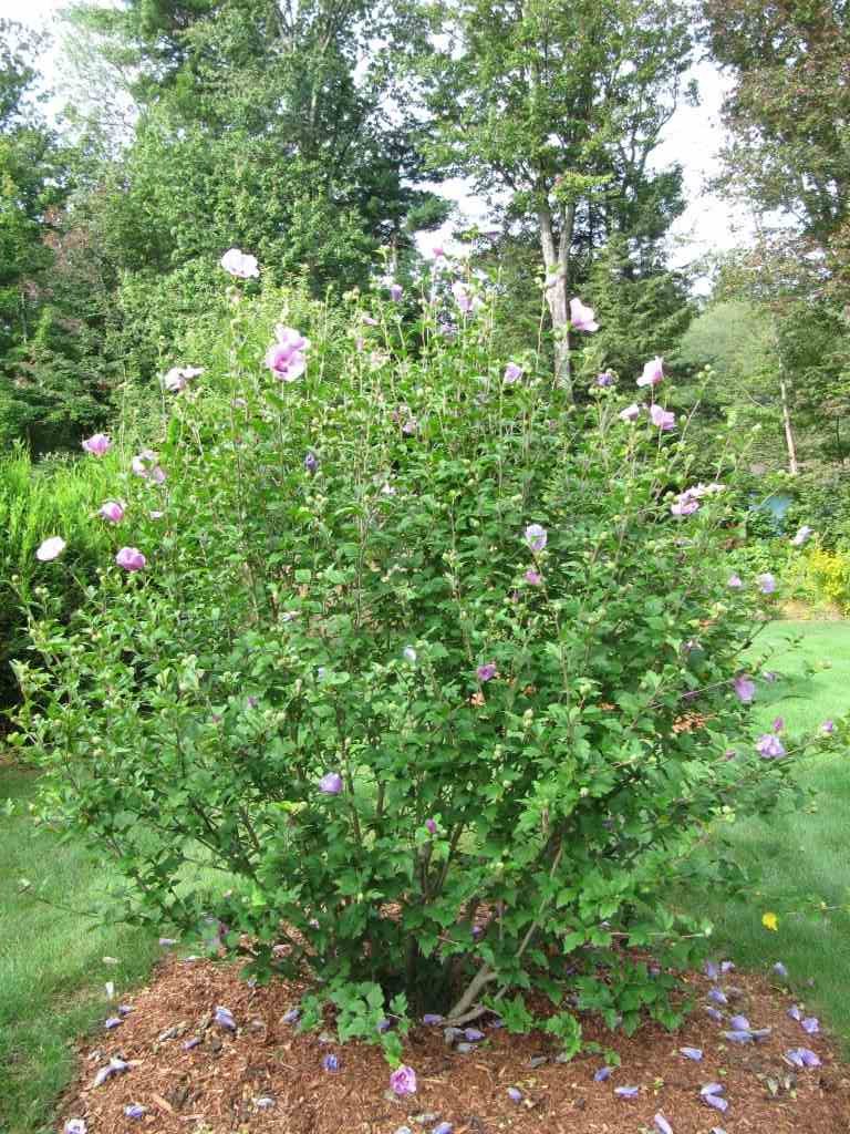 151 Ridgefield Drive Milford, NH 03055 - Photo 22 of 26 Gallery Image 22