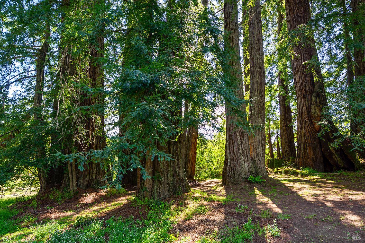 3580 Joy Road Occidental, CA 95465 - Photo 41 of 49