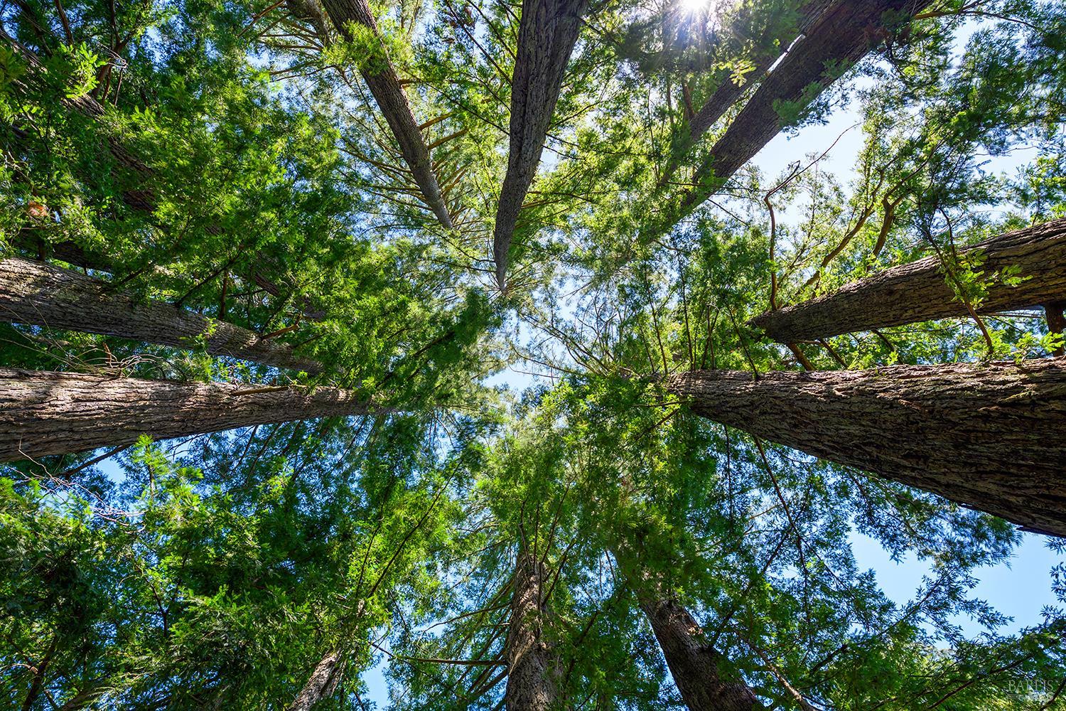 3580 Joy Road Occidental, CA 95465 - Photo 43 of 49