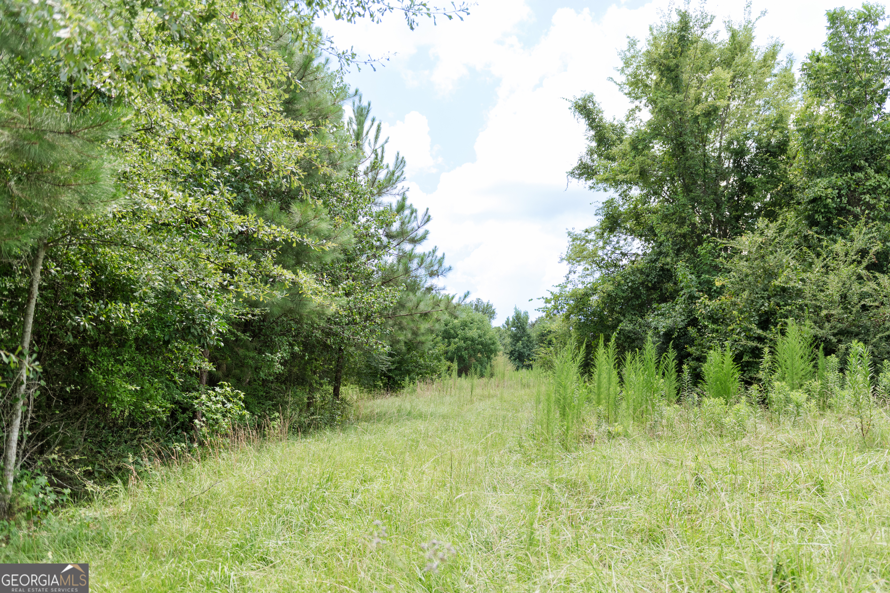 348 Americus Highway Butler, GA 31006 - Photo 51 of 59 a view of a lush green space