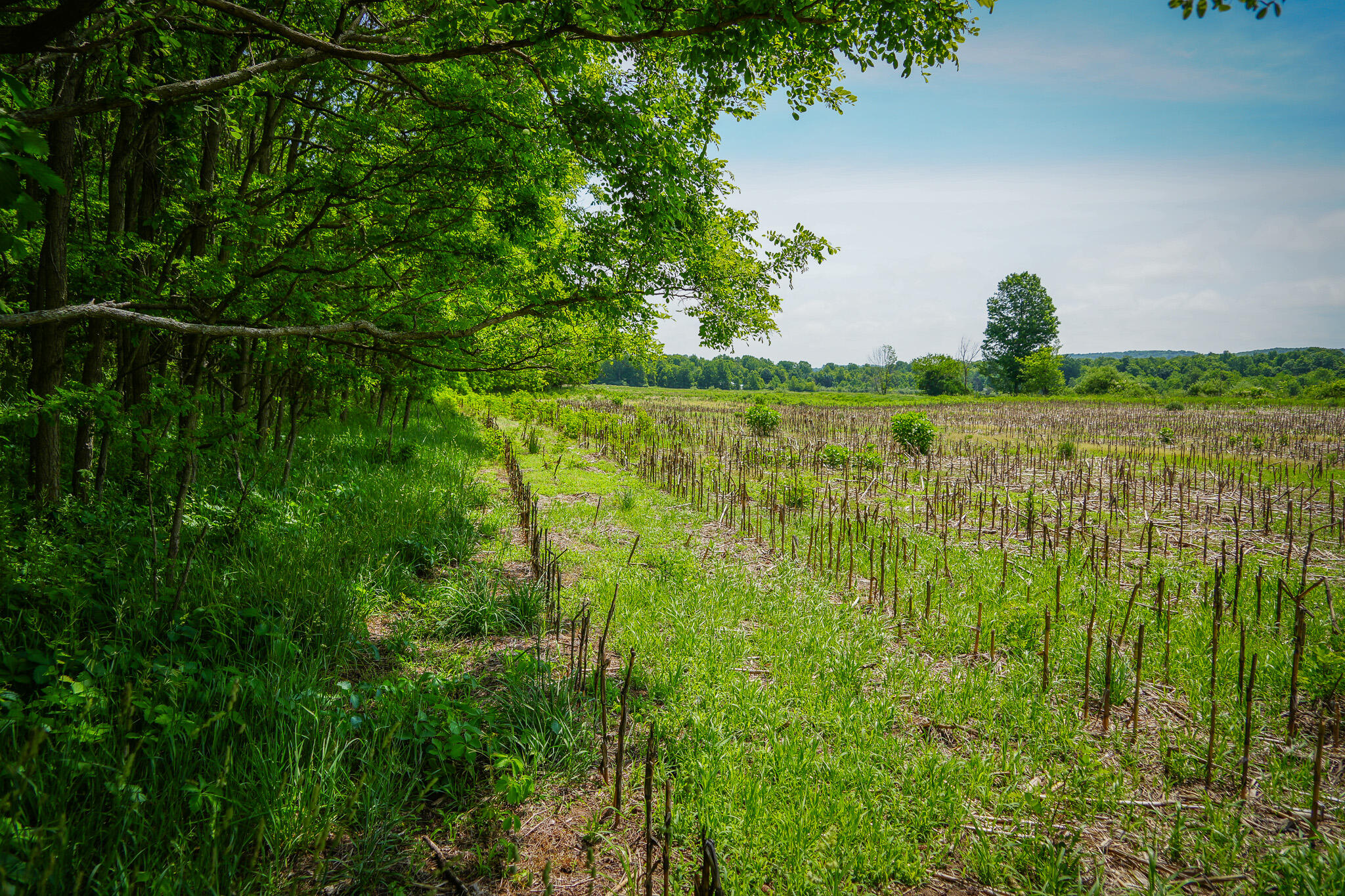 V/l West Johnson Road Shelby, MI 49455 - Photo 9 of 17 DSC00416