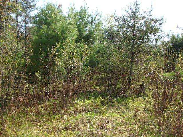 10820 North Townline Road Woodruff, WI 54568 - Photo 2 of 8 Gallery Image 2