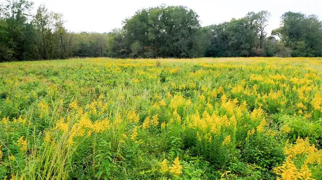 a view of swimming pool with a garden