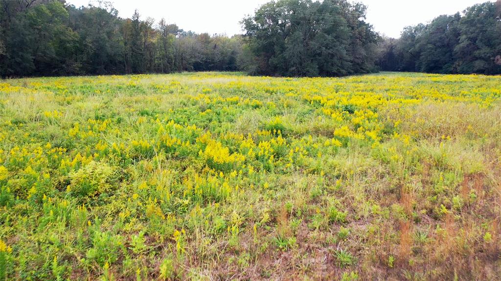 5015 561st Road Simms, TX 75574 - Photo 23 of 33