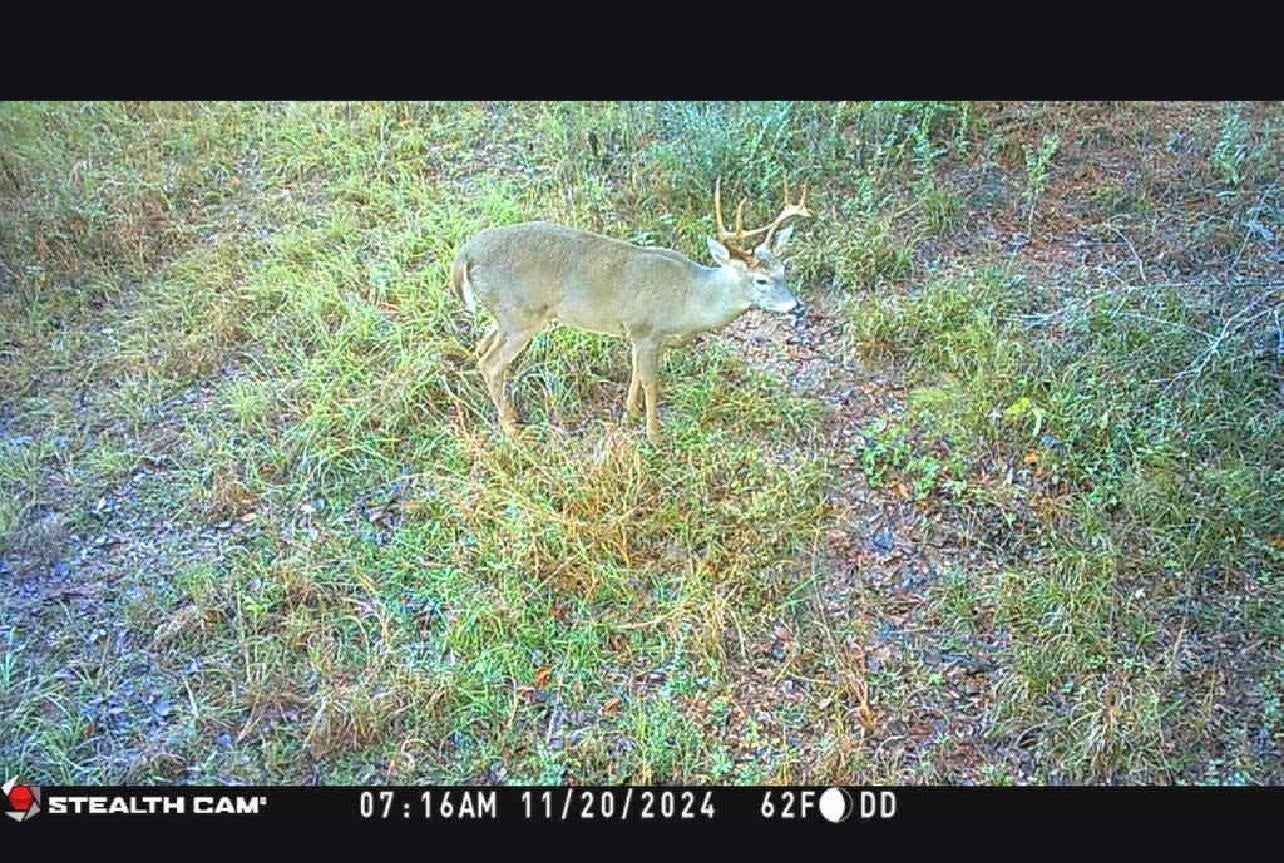 29708 Dyess Dairy Road Opp, AL 36467 - Photo 23 of 49 Gallery Image 23