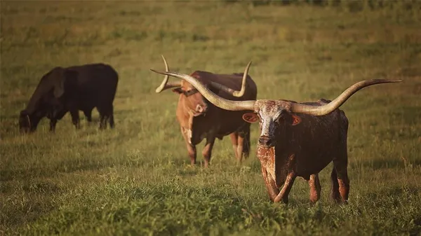 $244,950 | 316 N North, Eustace, TX 75124