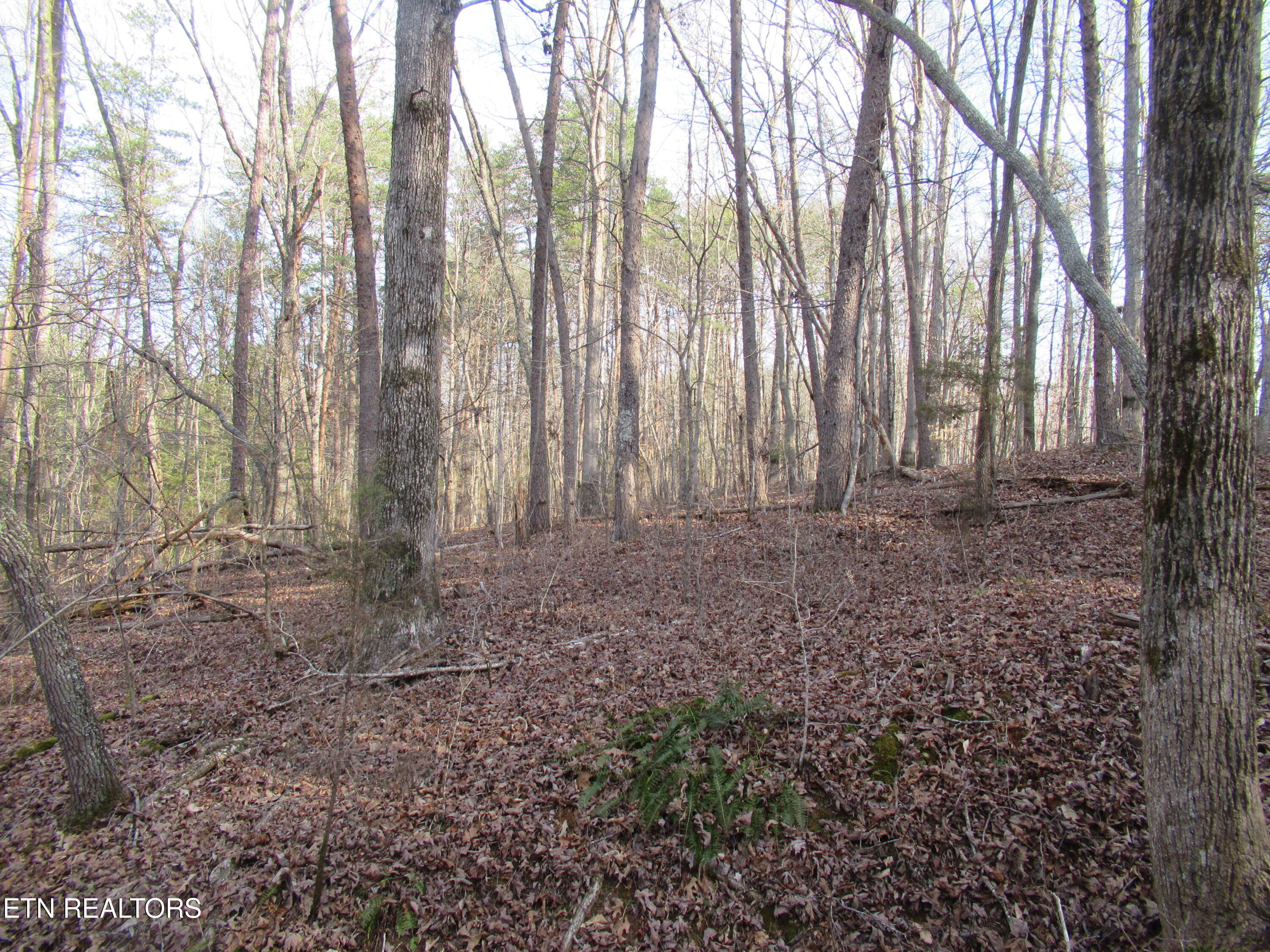 Tomotley Road Maryville, TN 37801 - Photo 11 of 12 IMG_2237