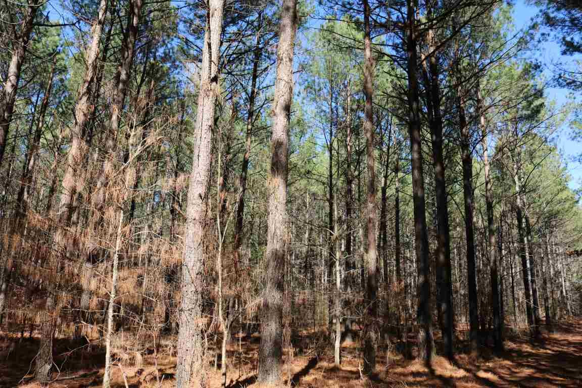 0 North Norrell Road Clinton, MS 39056 - Photo 13 of 17 Photo 13