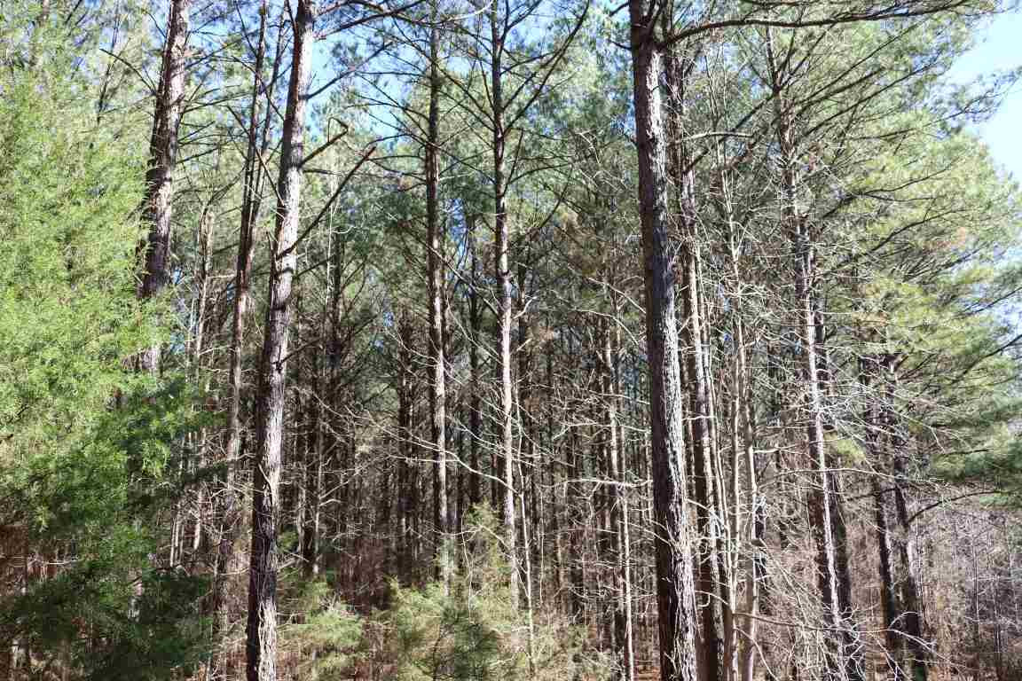 0 North Norrell Road Clinton, MS 39056 - Photo 4 of 17 Photo 4