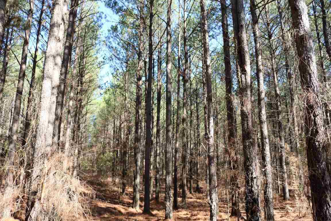0 North Norrell Road Clinton, MS 39056 - Photo 8 of 17 Photo 8