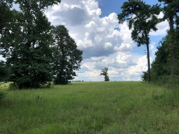 a view of a big yard with plants and large trees