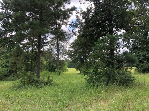 a view of a lush green forest