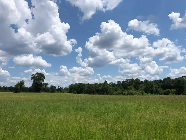 a view of a bunch of trees in background