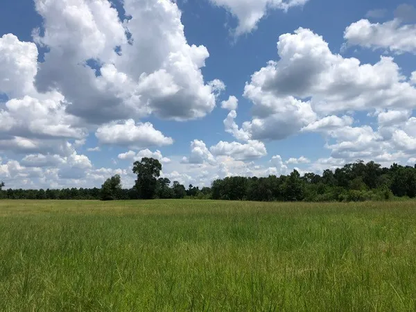 a view of a big yard with plants and large trees