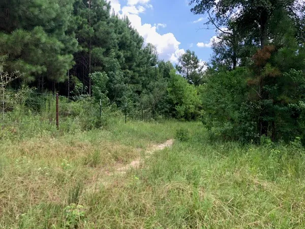 a view of a lush green space